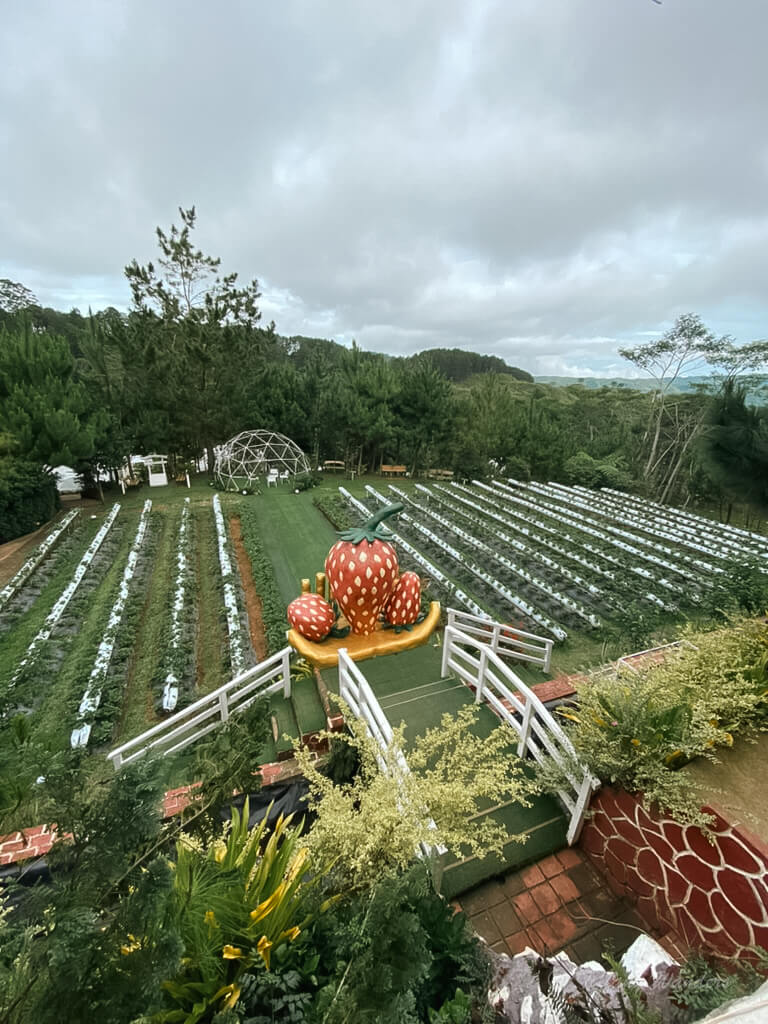 Taglucop Strawberry Hills in BuDa, Philippines