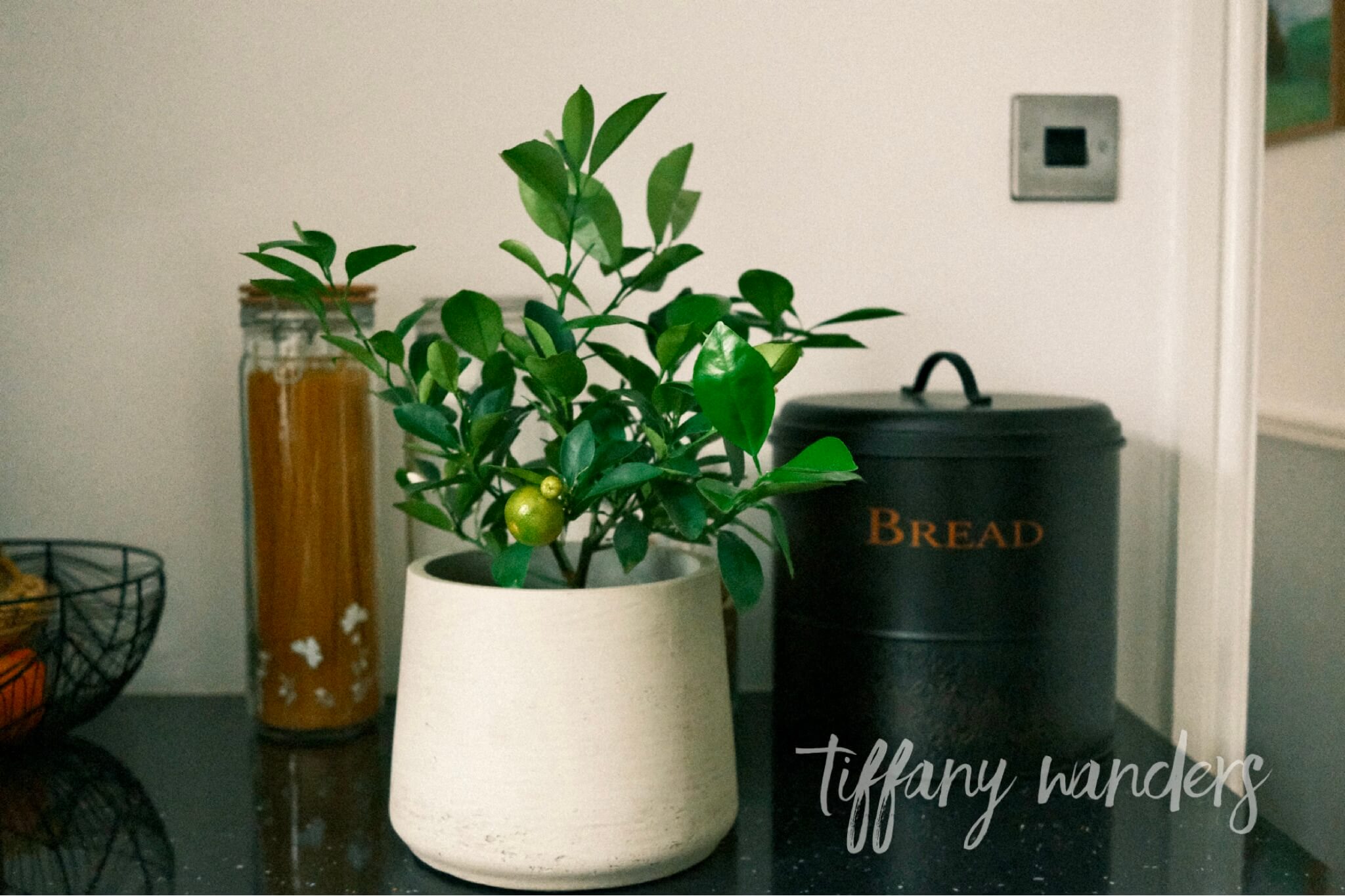 My Calamansi Plant in the UK From Patch Plants Review